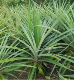 Pineapple Florida Special | Carlo`s Plant Farm