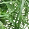 Ponytail Palm - 4 Inch Pot | Carlo`s Plant Farm 2 Ponytail Palm - 4 Inch Pot | Carlo`s Plant Farm -Cheap Plantly Store Screenshot 2022 07 07 092730