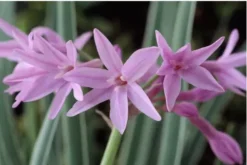 Society Garlic | Carlo`s Plant Farm