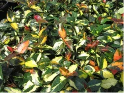 Summer Sunset Jasmine | Carlo`s Plant Farm