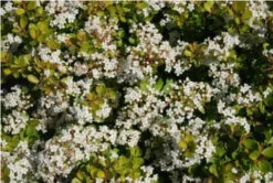 Viburnum Densa | Carlo`s Plant Farm
