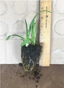 Happy Return Daylily -Cheap Plantly Store Screenshot 2022 10 15 202649