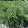 2 PARSONI JUNIPER - LIVE STARTER PLANTS LESS THAN 12 INCHES TALL 2 2 PARSONI JUNIPER - LIVE STARTER PLANTS LESS THAN 12 INCHES TALL -Cheap Plantly Store Screenshot 2023 03 10 201530