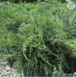 2 PARSONI JUNIPER - LIVE STARTER PLANTS LESS THAN 12 INCHES TALL