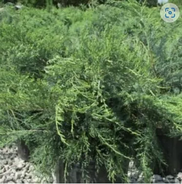 2 PARSONI JUNIPER - LIVE STARTER PLANTS LESS THAN 12 INCHES TALL 3 2 PARSONI JUNIPER - LIVE STARTER PLANTS LESS THAN 12 INCHES TALL