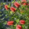 RED CLUSTER BOTTLEBRUSH - LIVE STARTER PLANTS LESS THAN 12 INCHES TALL