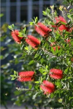 RED CLUSTER BOTTLEBRUSH - LIVE STARTER PLANTS LESS THAN 12 INCHES TALL