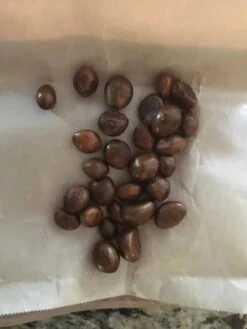 10 LOQUAT SEEDS -Cheap Plantly Store Screenshot 2023 03 29 135113 1