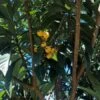 10 LOQUAT SEEDS -Cheap Plantly Store Screenshot 2023 03 29 135127