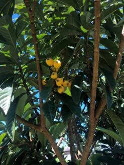 10 LOQUAT SEEDS
