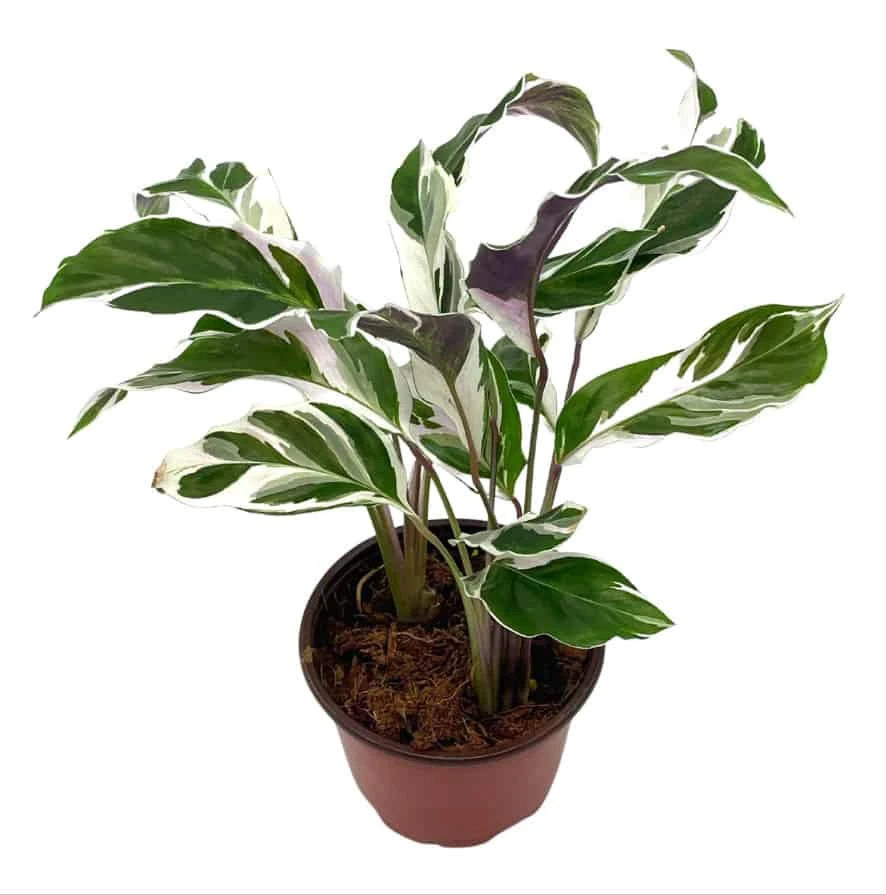 Calathea Stella, 4 Inch, Rare Variegated Prayer Plant, Cathedral Plant, Green And White 7 Calathea Stella, 4 Inch, Rare Variegated Prayer Plant, Cathedral Plant, Green And White - Image 5