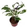 Calathea Stella, 4 Inch, Rare Variegated Prayer Plant, Cathedral Plant, Green And White -Cheap Plantly Store Screenshot 2023 04 13 205154