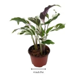 Calathea Stella, 4 Inch, Rare Variegated Prayer Plant, Cathedral Plant, Green And White 10 Calathea Stella, 4 Inch, Rare Variegated Prayer Plant, Cathedral Plant, Green And White -Cheap Plantly Store Screenshot 2023 04 13 205205