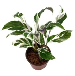Calathea Stella, 4 Inch, Rare Variegated Prayer Plant, Cathedral Plant, Green And White 9 Calathea Stella, 4 Inch, Rare Variegated Prayer Plant, Cathedral Plant, Green And White -Cheap Plantly Store Screenshot 2023 04 13 205217