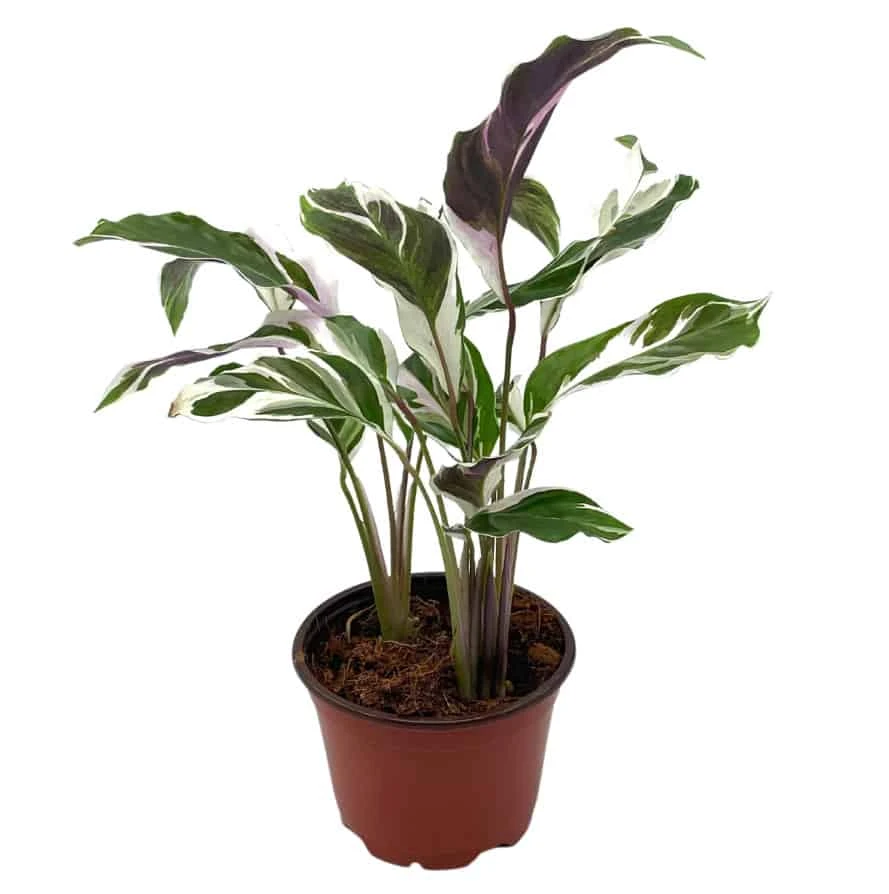 Calathea Stella, 4 Inch, Rare Variegated Prayer Plant, Cathedral Plant, Green And White 4 Calathea Stella, 4 Inch, Rare Variegated Prayer Plant, Cathedral Plant, Green And White - Image 2