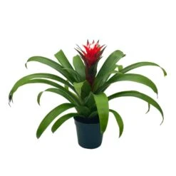 Red Bromeliad, 4 Inch, Guzmania Monostachia -Cheap Plantly Store Screenshot 2023 04 14 163927 1