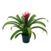 Red Bromeliad, 4 Inch, Guzmania Monostachia -Cheap Plantly Store Screenshot 2023 04 14 163927