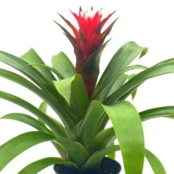 Red Bromeliad, 4 Inch, Guzmania Monostachia -Cheap Plantly Store Screenshot 2023 04 14 163941