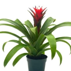 Red Bromeliad, 4 Inch, Guzmania Monostachia -Cheap Plantly Store Screenshot 2023 04 14 163951