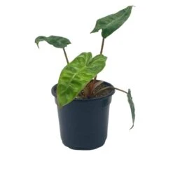 Philodendron Billietiae, 4 Inch, Very Rare Philo -Cheap Plantly Store Screenshot 2023 04 14 171651 1