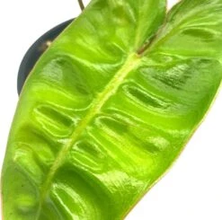Philodendron Billietiae, 4 Inch, Very Rare Philo -Cheap Plantly Store Screenshot 2023 04 14 171659