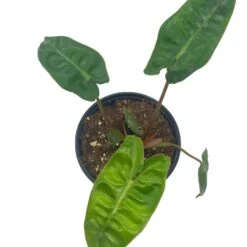 Philodendron Billietiae, 4 Inch, Very Rare Philo -Cheap Plantly Store Screenshot 2023 04 14 171717