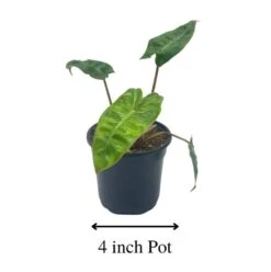 Philodendron Billietiae, 4 Inch, Very Rare Philo -Cheap Plantly Store Screenshot 2023 04 14 171725