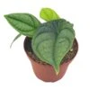 Piper Parmatum 4 Inch, Rare Peperomia 2 Piper Parmatum 4 Inch, Rare Peperomia -Cheap Plantly Store Screenshot 2023 04 14 214950