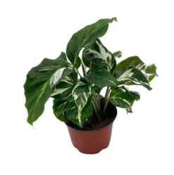 Calathea White Fusion, 4 Inch, Rare Variegated Prayer Plant, Cathedral Plant, Green And White