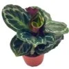 Calathea Roseopicta, 4 Inch, Regel Rose, Rabbit Ear Prayer Plant -Cheap Plantly Store Screenshot 2023 04 17 152034