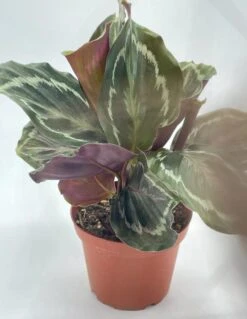 Calathea Roseopicta, 4 Inch, Regel Rose, Rabbit Ear Prayer Plant -Cheap Plantly Store Screenshot 2023 04 17 152131