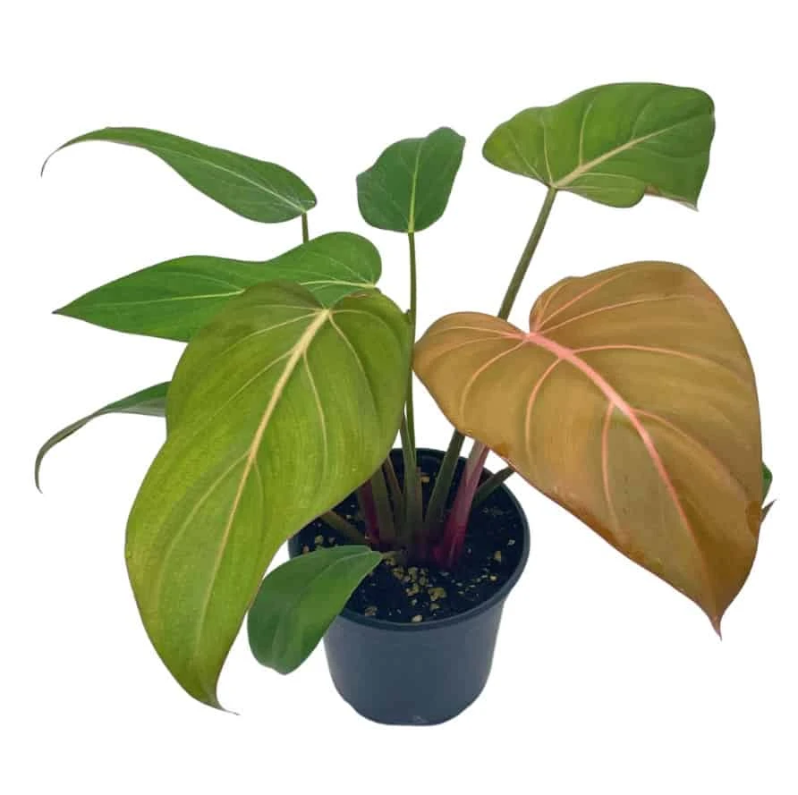 Philodendron Summer Glory, Gloriosum X Mccolleys Red Hybrid, 4 Inch, Rare Philo 8 Philodendron Summer Glory, Gloriosum X Mccolleys Red Hybrid, 4 Inch, Rare Philo - Image 6