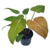 Philodendron Summer Glory, Gloriosum X Mccolleys Red Hybrid, 4 Inch, Rare Philo -Cheap Plantly Store Screenshot 2023 04 17 154429