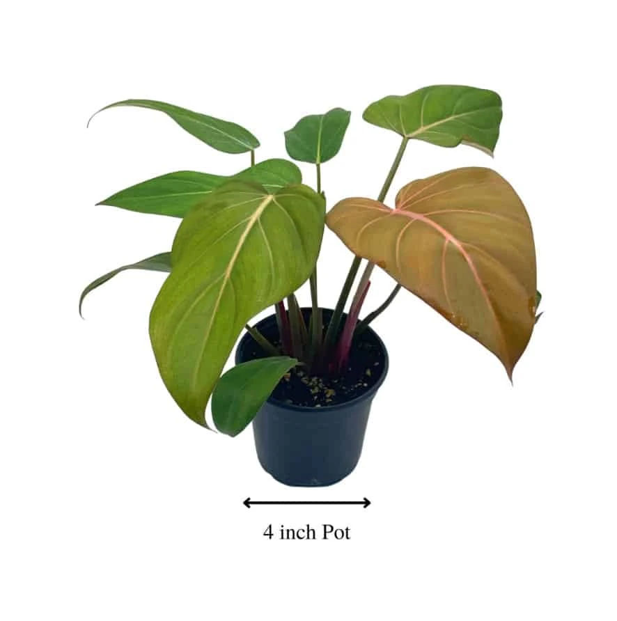 Philodendron Summer Glory, Gloriosum X Mccolleys Red Hybrid, 4 Inch, Rare Philo 7 Philodendron Summer Glory, Gloriosum X Mccolleys Red Hybrid, 4 Inch, Rare Philo - Image 5