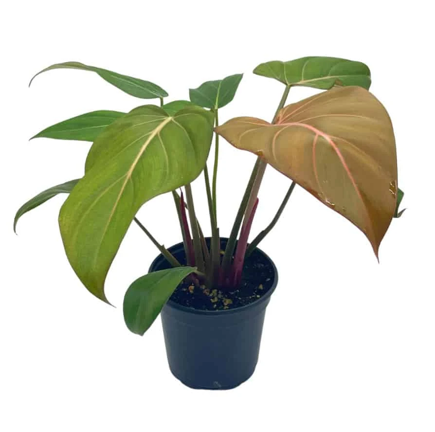 Philodendron Summer Glory, Gloriosum X Mccolleys Red Hybrid, 4 Inch, Rare Philo 6 Philodendron Summer Glory, Gloriosum X Mccolleys Red Hybrid, 4 Inch, Rare Philo - Image 4
