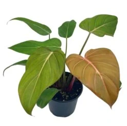 Philodendron Summer Glory, Gloriosum X Mccolleys Red Hybrid, 4 Inch, Rare Philo 10 Philodendron Summer Glory, Gloriosum X Mccolleys Red Hybrid, 4 Inch, Rare Philo -Cheap Plantly Store Screenshot 2023 04 17 154458