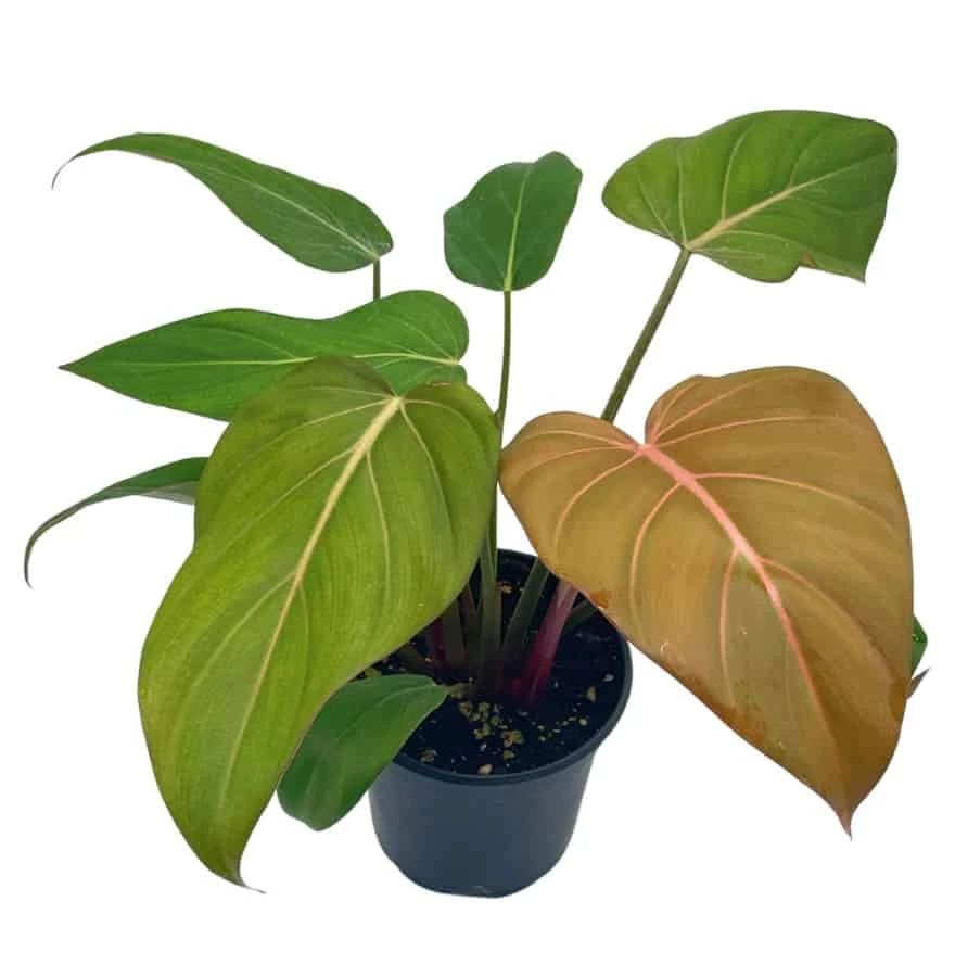 Philodendron Summer Glory, Gloriosum X Mccolleys Red Hybrid, 4 Inch, Rare Philo 5 Philodendron Summer Glory, Gloriosum X Mccolleys Red Hybrid, 4 Inch, Rare Philo - Image 3
