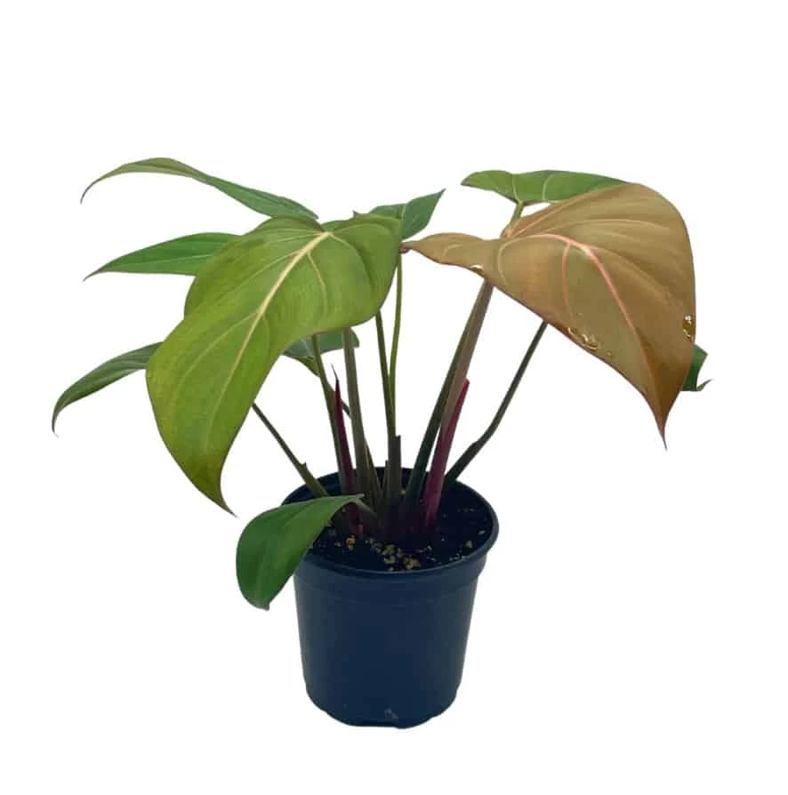 Philodendron Summer Glory, Gloriosum X Mccolleys Red Hybrid, 4 Inch, Rare Philo 4 Philodendron Summer Glory, Gloriosum X Mccolleys Red Hybrid, 4 Inch, Rare Philo - Image 2