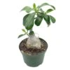 Desert Rose, 6 Inch Pot, Adenium Obesum, Very Round Pot Belly Stump 2 Desert Rose, 6 Inch Pot, Adenium Obesum, Very Round Pot Belly Stump -Cheap Plantly Store Screenshot 2023 04 17 155158