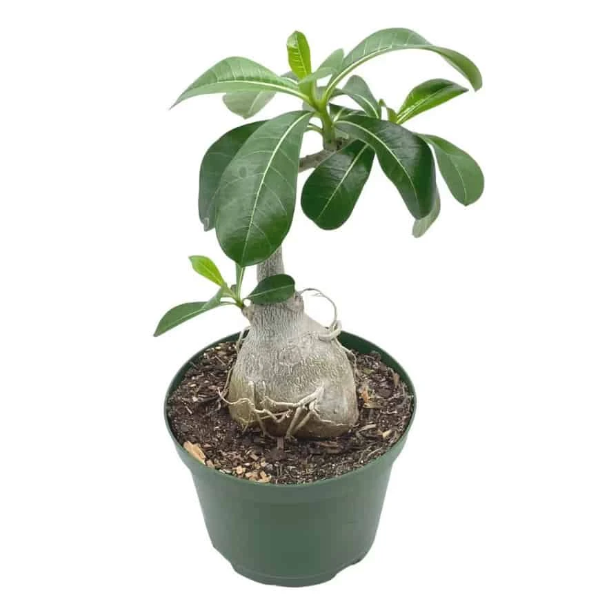 Desert Rose, 6 Inch Pot, Adenium Obesum, Very Round Pot Belly Stump 3 Desert Rose, 6 Inch Pot, Adenium Obesum, Very Round Pot Belly Stump
