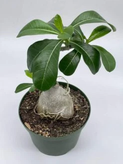 Desert Rose, 6 Inch Pot, Adenium Obesum, Very Round Pot Belly Stump 10 Desert Rose, 6 Inch Pot, Adenium Obesum, Very Round Pot Belly Stump -Cheap Plantly Store Screenshot 2023 04 17 155233