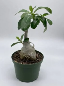 Desert Rose, 6 Inch Pot, Adenium Obesum, Very Round Pot Belly Stump 9 Desert Rose, 6 Inch Pot, Adenium Obesum, Very Round Pot Belly Stump -Cheap Plantly Store Screenshot 2023 04 17 155243