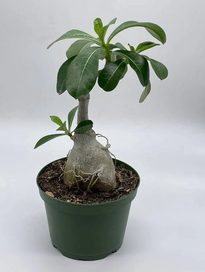 Desert Rose, 6 Inch Pot, Adenium Obesum, Very Round Pot Belly Stump 5 Desert Rose, 6 Inch Pot, Adenium Obesum, Very Round Pot Belly Stump - Image 3