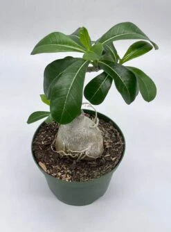 Desert Rose, 6 Inch Pot, Adenium Obesum, Very Round Pot Belly Stump 8 Desert Rose, 6 Inch Pot, Adenium Obesum, Very Round Pot Belly Stump -Cheap Plantly Store Screenshot 2023 04 17 155259