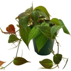 Philodendron Micans Hederaceum, 4 Inch, Heart-Leaf Philo, Sweetheart Plant -Cheap Plantly Store Screenshot 2023 04 17 221936 1