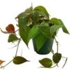 Philodendron Micans Hederaceum, 4 Inch, Heart-Leaf Philo, Sweetheart Plant -Cheap Plantly Store Screenshot 2023 04 17 221936