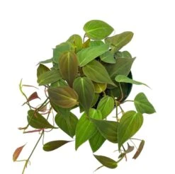 Philodendron Micans Hederaceum, 4 Inch, Heart-Leaf Philo, Sweetheart Plant -Cheap Plantly Store Screenshot 2023 04 17 221951