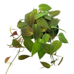Philodendron Micans Hederaceum, 4 Inch, Heart-Leaf Philo, Sweetheart Plant -Cheap Plantly Store Screenshot 2023 04 17 222000