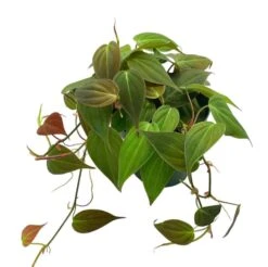 Philodendron Micans Hederaceum, 4 Inch, Heart-Leaf Philo, Sweetheart Plant -Cheap Plantly Store Screenshot 2023 04 17 222009