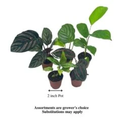 Calathea Assortment Set, 2 Inch Pots, 5 Different Prayer Plants, Variety Gift, Pet Friendly Indoor Low Light -Cheap Plantly Store Screenshot 2023 04 18 171219